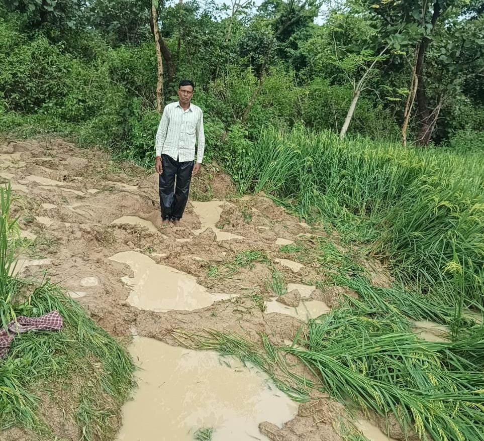 तमाड़ के बाड़ू गांव में हाथियों का आतंक, कई एकड़ धान की फसल बर्बाद