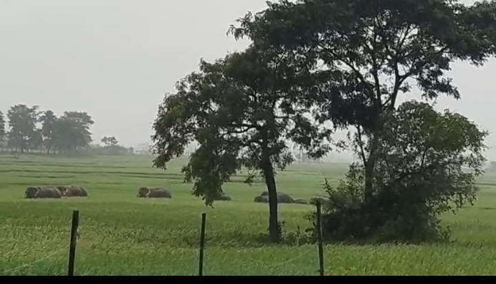 हाथियों के आतंक से किसान परेशान, दर्जनों हाथी खेतों में उतरे*